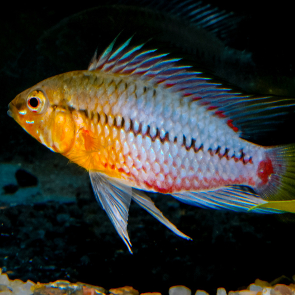 Apistogramma Hongsloi Freshwater Tropical Fish Dwarf Cichlid 