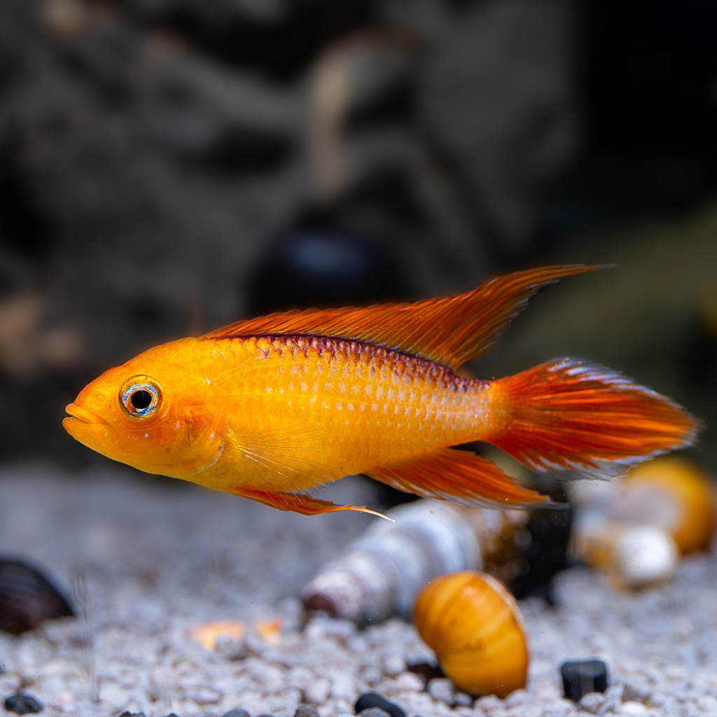 Apistogramma agassizi &quot;Gold&quot; Fire Red Freshwater Tropical Fish Dwarf Cichlid 