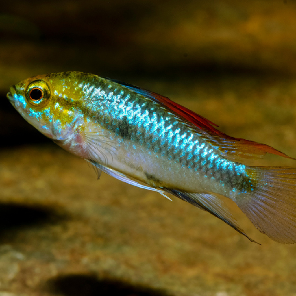apistogramma trifasciata Freshwater Tropical Fish Dwarf Cichlid 