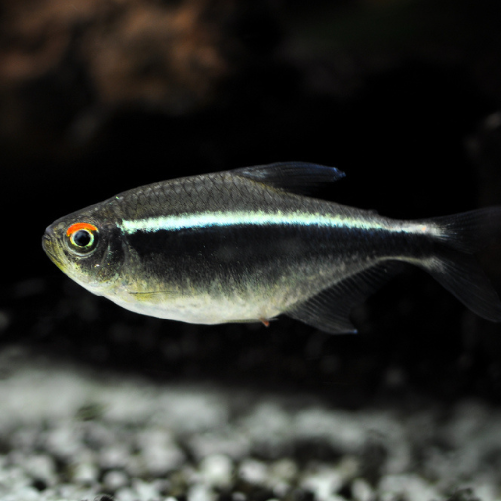 Black Neon Tetra Hyphessobrycon Herbertaxelrodi Freshwater Tropical Fish