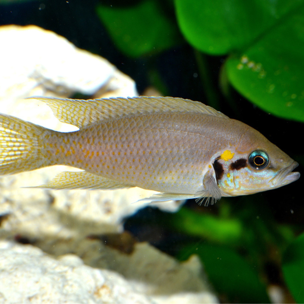 Brichardi Freshwater TRopical Fish 