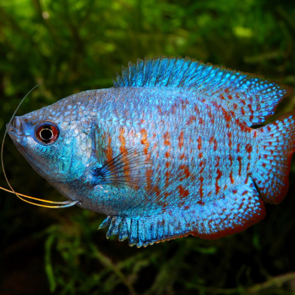 Cobalt Dwarf Gourami Freshwater Tropical Fish 