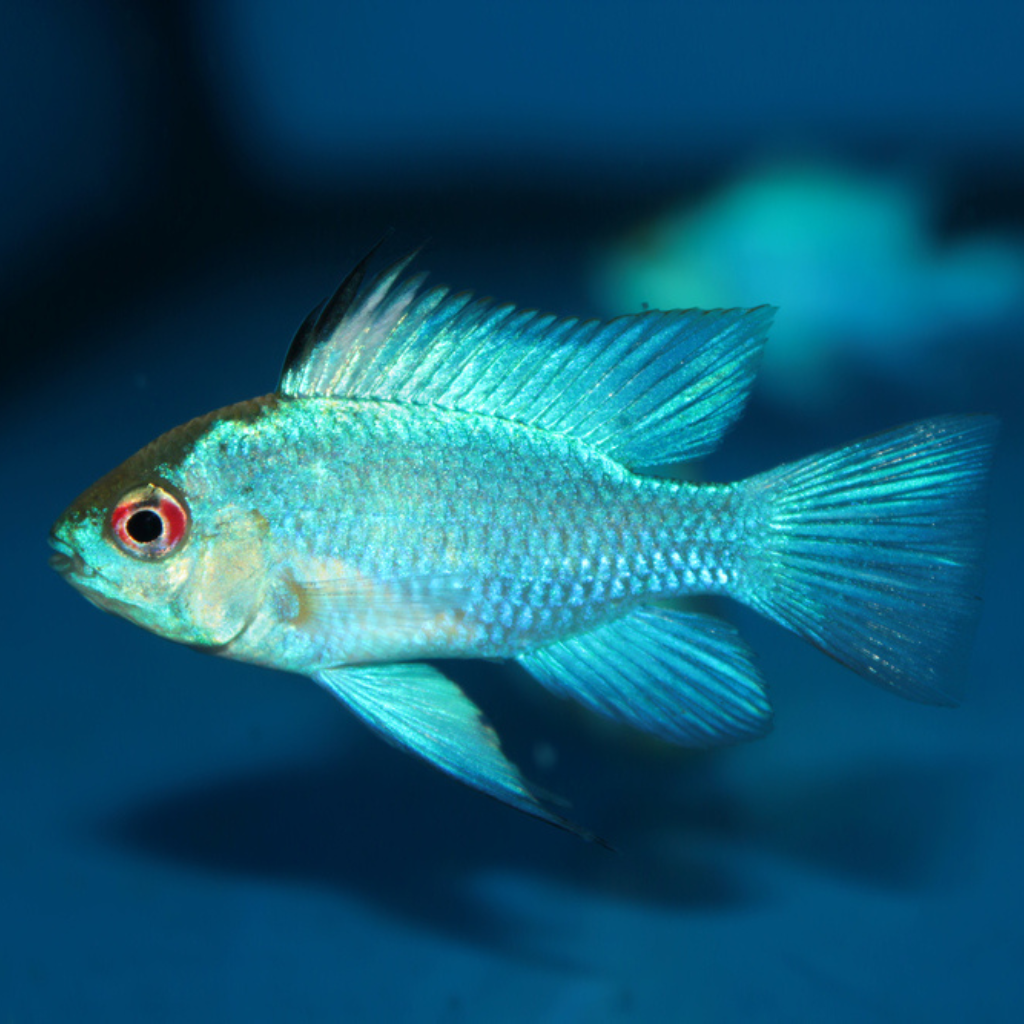 Electric Blue Ram Dwarf Cichlid Freshwater Tropical Fish 