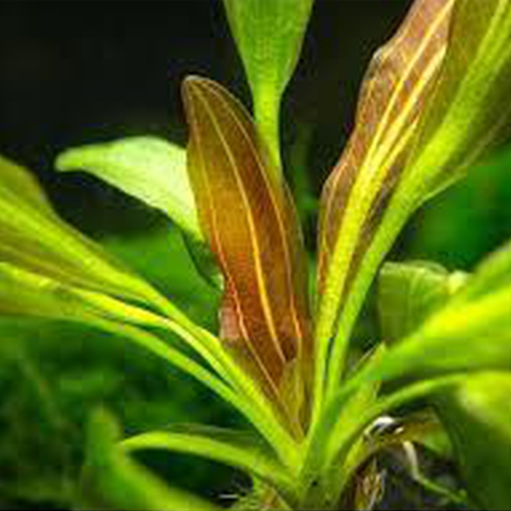 Echinodorus Horemanii Aquatic Plant 
