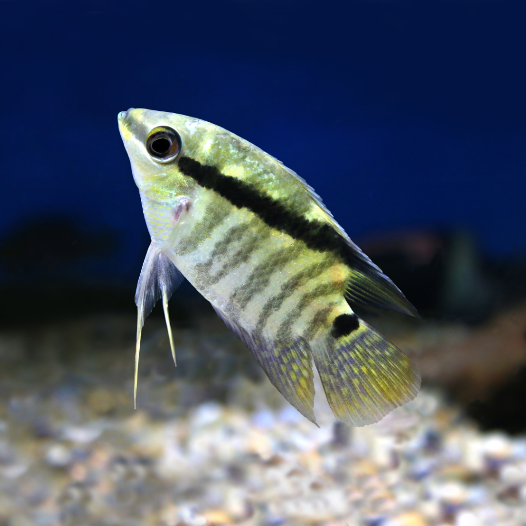 Festivum Cichlid Freshwater Tropical Fish 