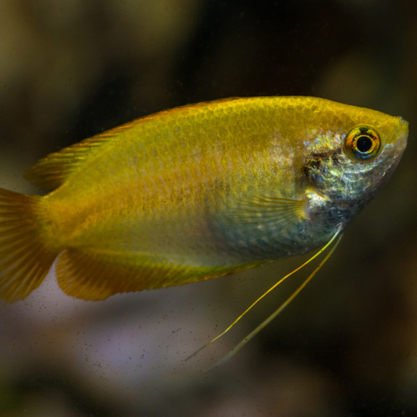 Dwarf honey clearance gourami care