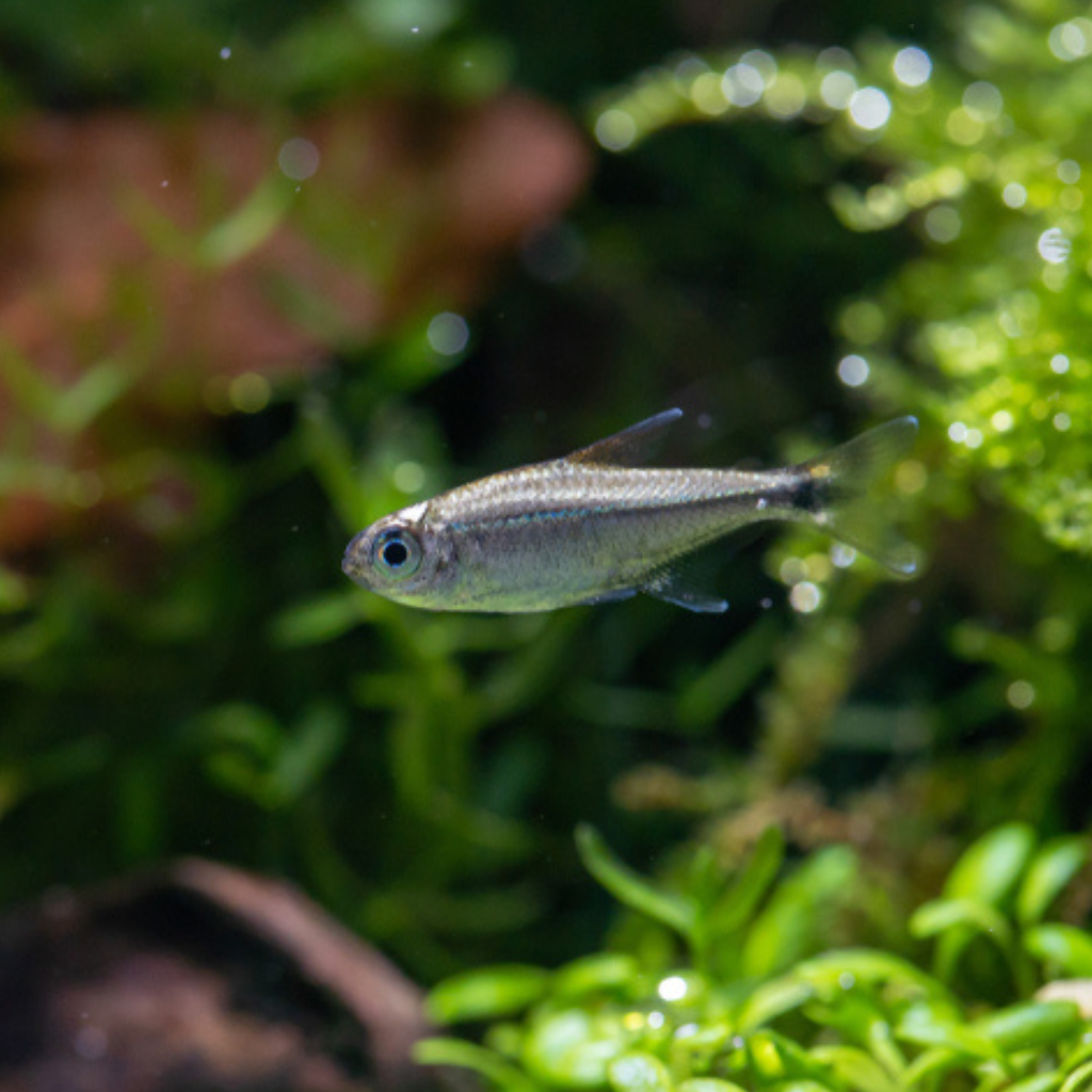 Gold Tetra Freshwater Tropical Fish 