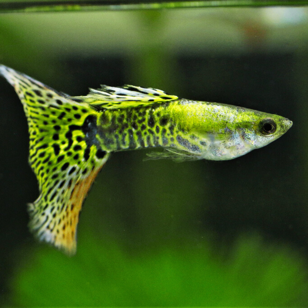 Green Cobra Guppy Freshwater Tropical Fish 