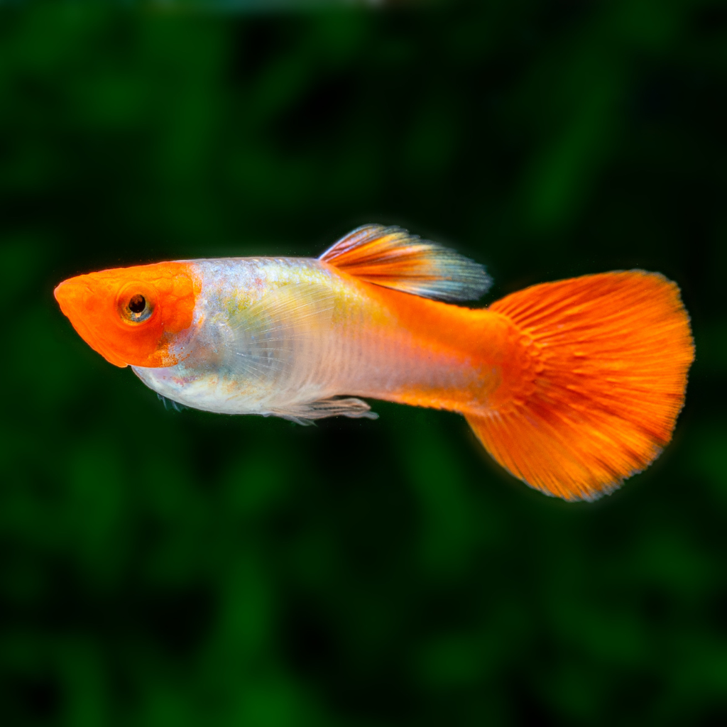 Koi Guppy Freshwater Tropical Fish 