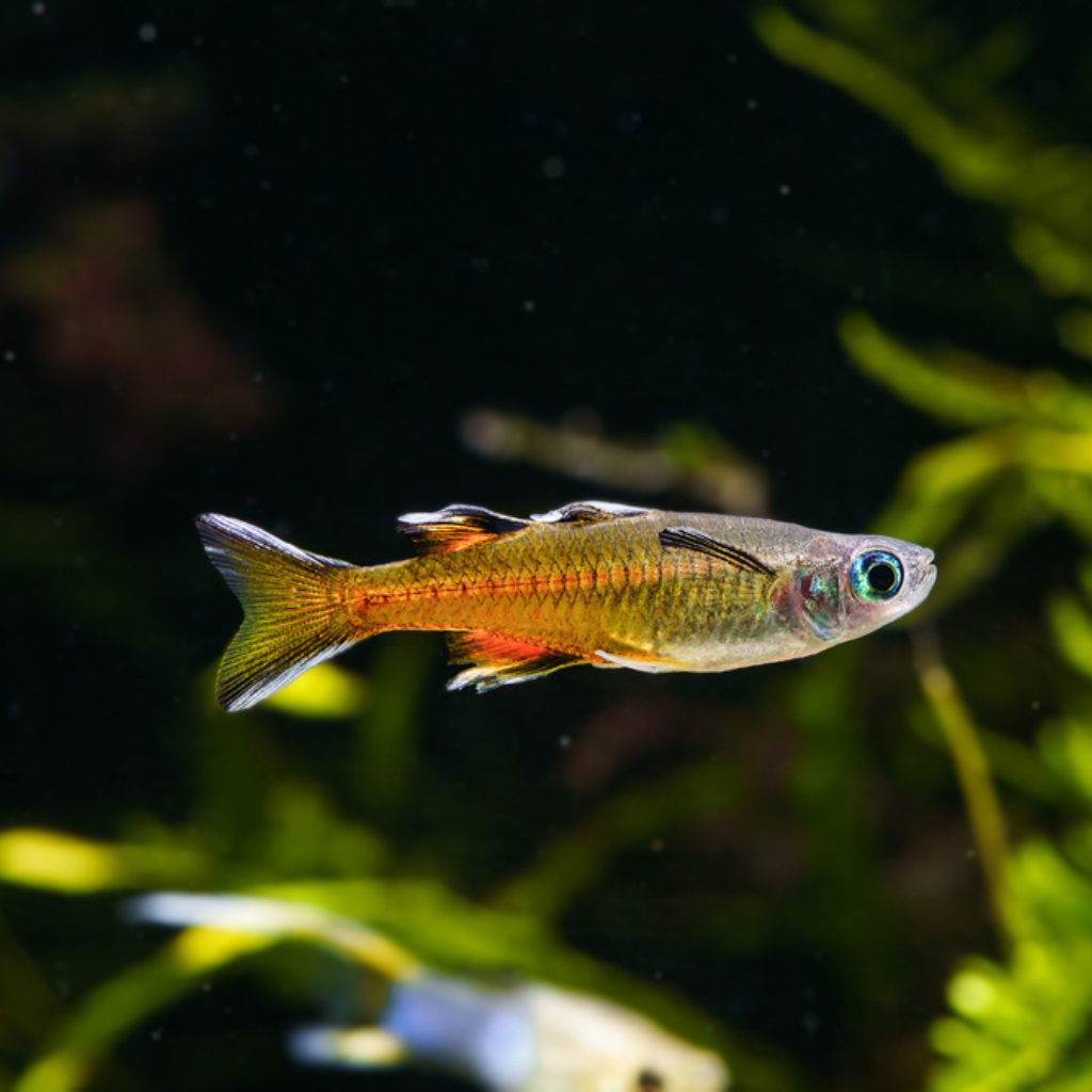 Pseudomugil signifer Pacific Blue Eye Rainbowfish Freshwater tropical fish 