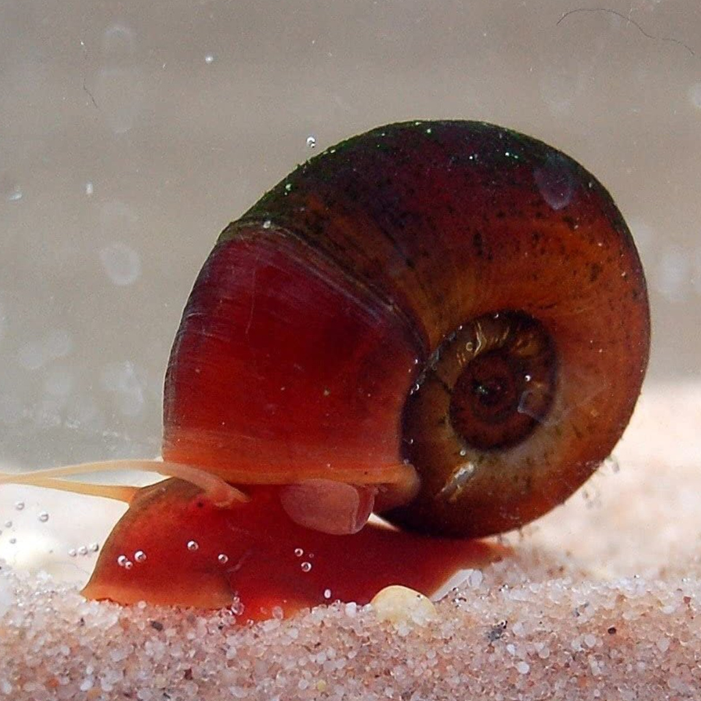 Red Ramshorn Snail Freshwater Snail 