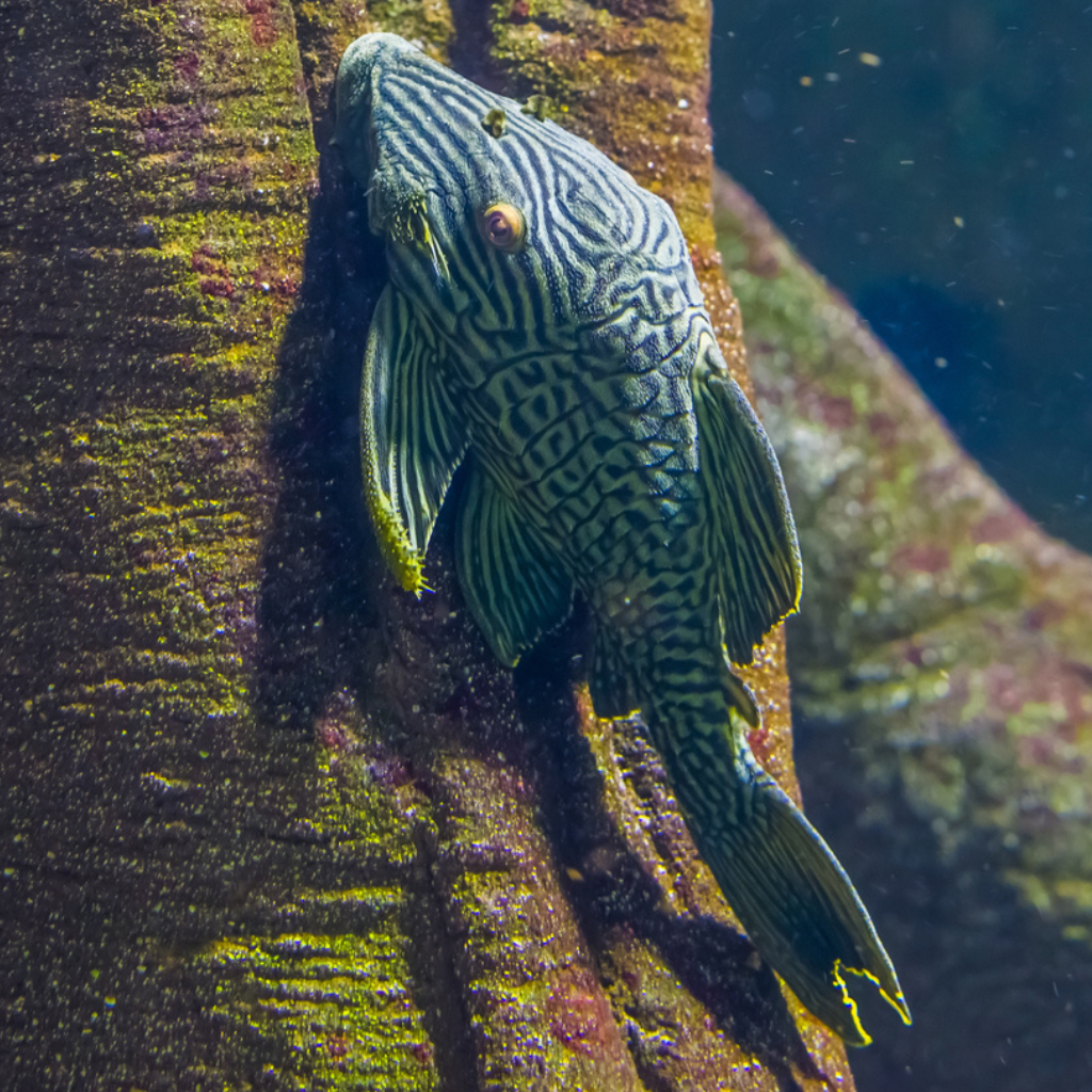 Royal Pleco Freshwater Tropical Catfish