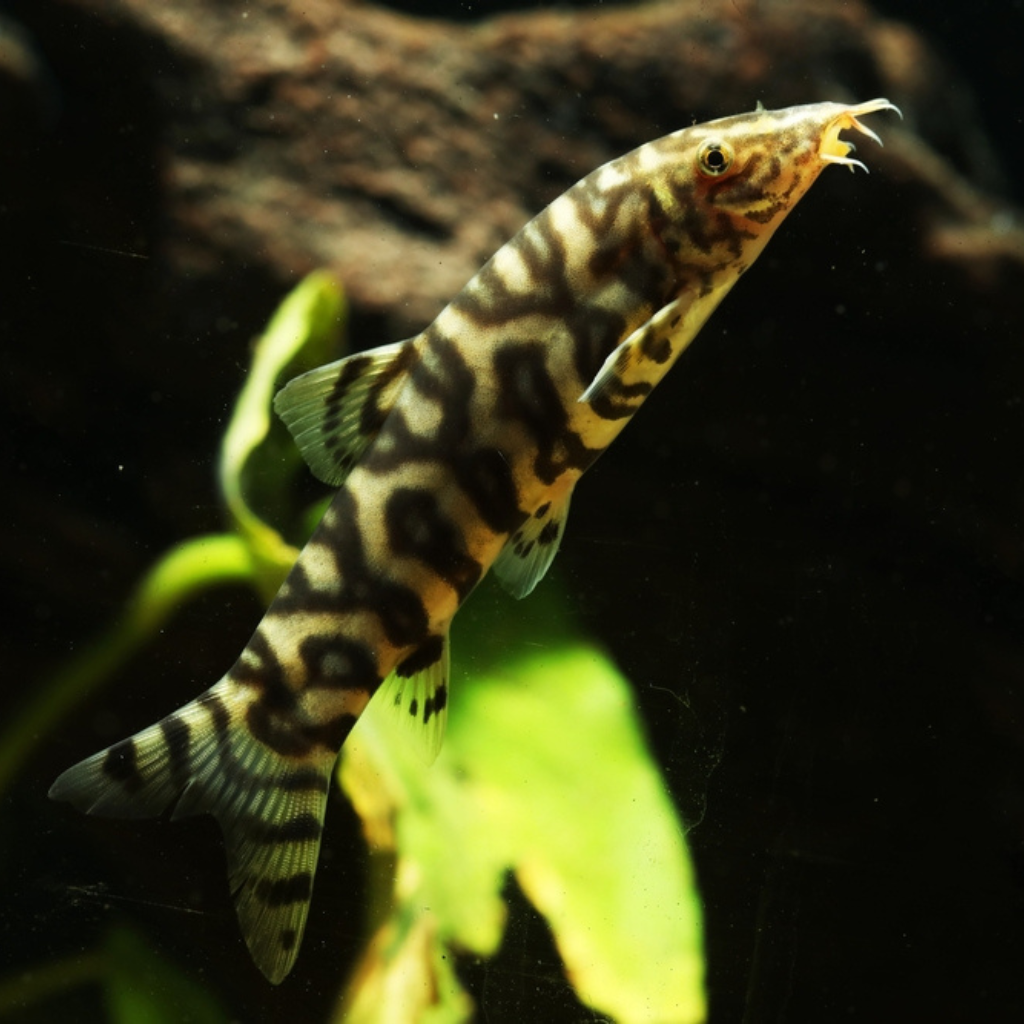 Yo-Yo Loach AKA Pakistani Loach Freshwater Tropical Fish