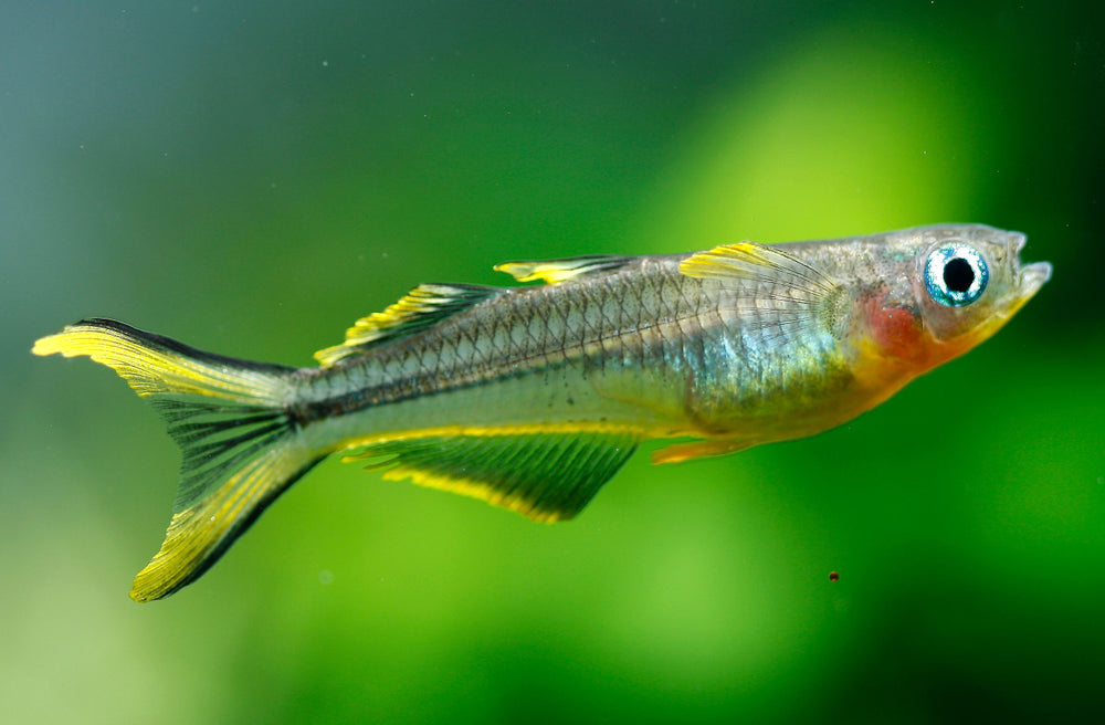 ForkTail Blue-eye Rainbowfish