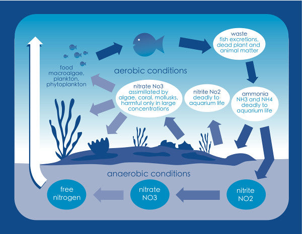 How to correctly cycle a freshwater aquarium