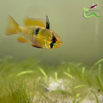 Mikrogeophagus ramirezi: The Blue Ram Cichlid