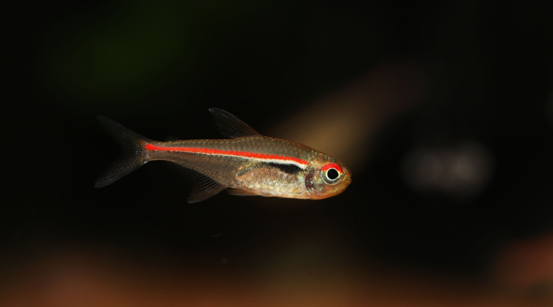 Amapa Tetra Freshwater Tropical Fish 