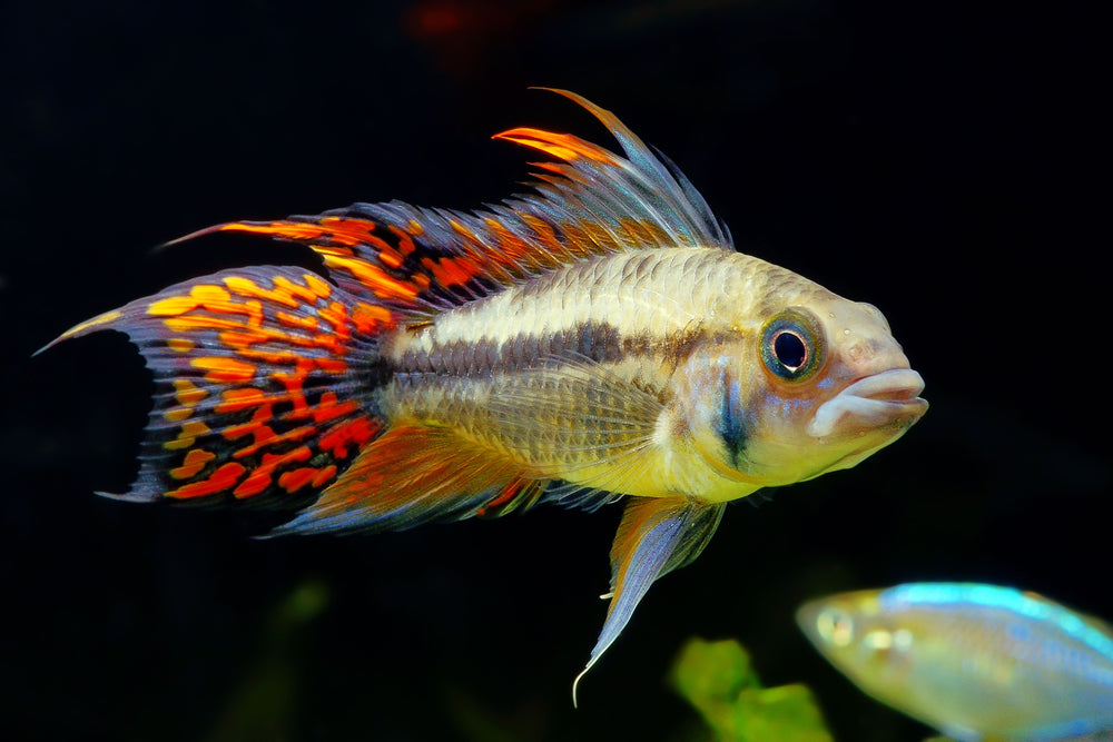 Why you can buy your fish with confidence from The Fish Room.