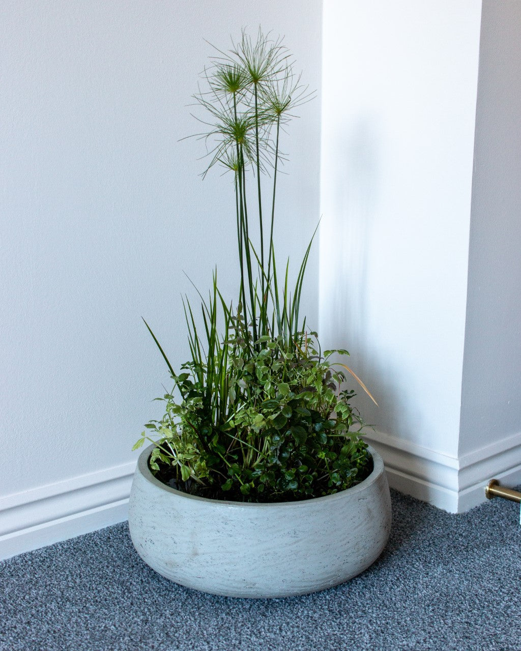 Emersed and Submersed plants