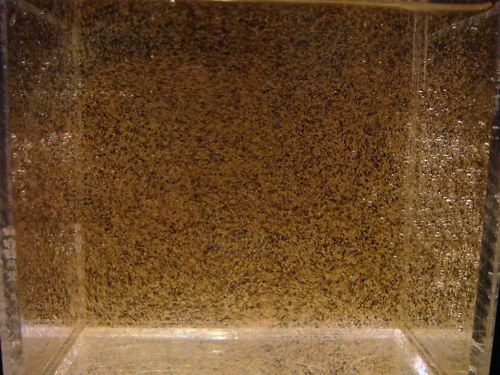 Hatching Brine Shrimp Eggs: A Guide for Aquarium Owners