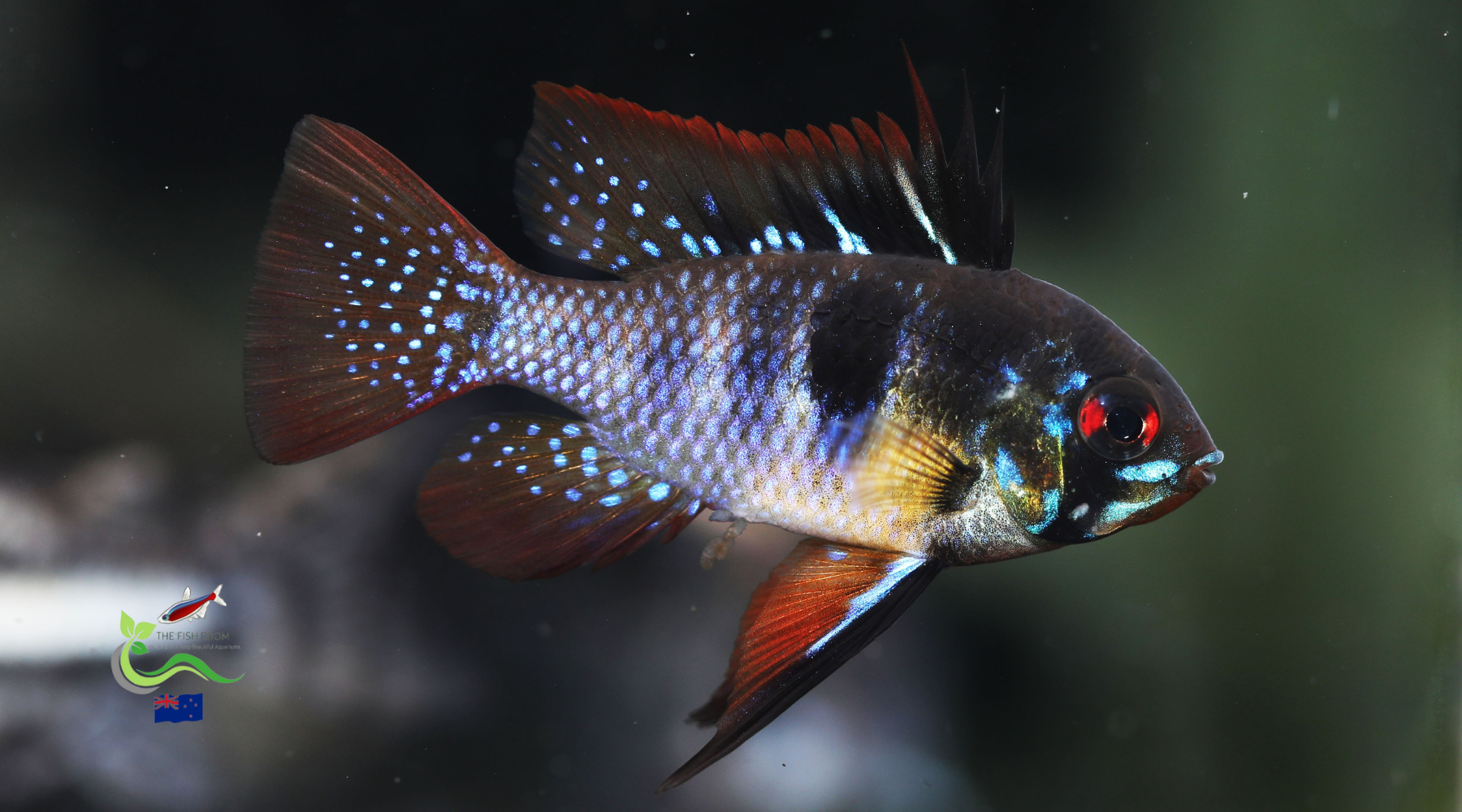 Black Ram Cichlid Freshwater Tropical Fish 