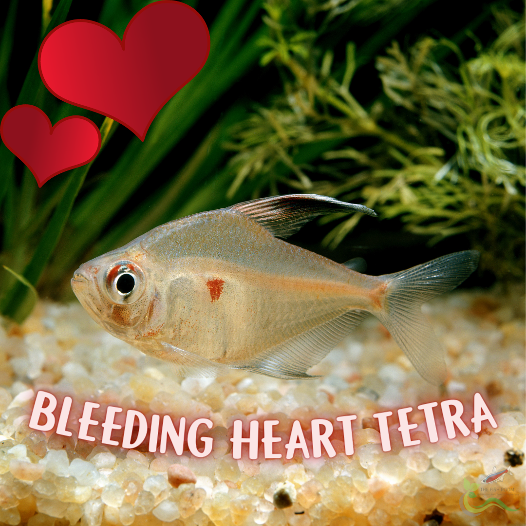 Bleeding Heart Tetras, the St Valentines Day love fish
