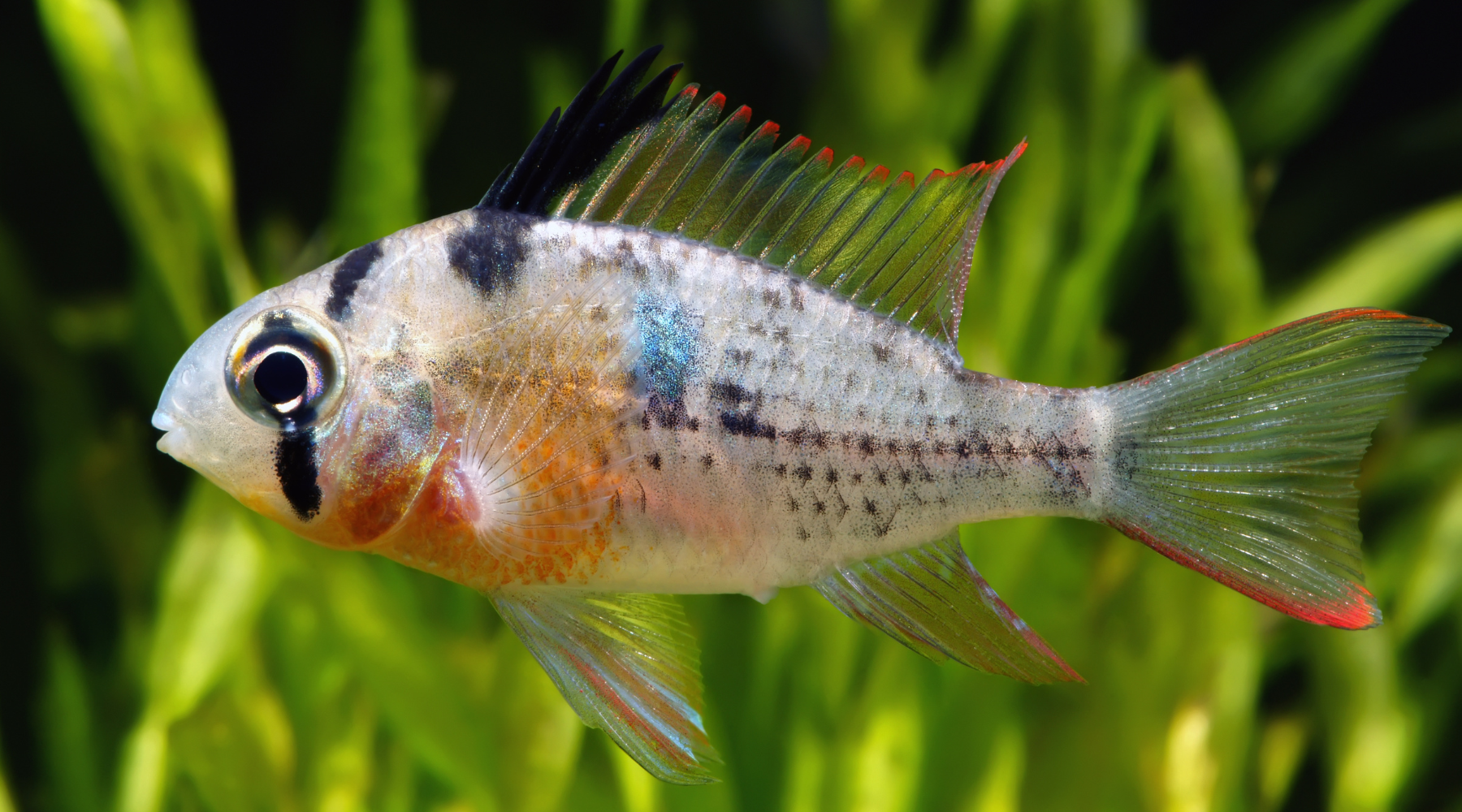 Brine shrimp top for cichlids