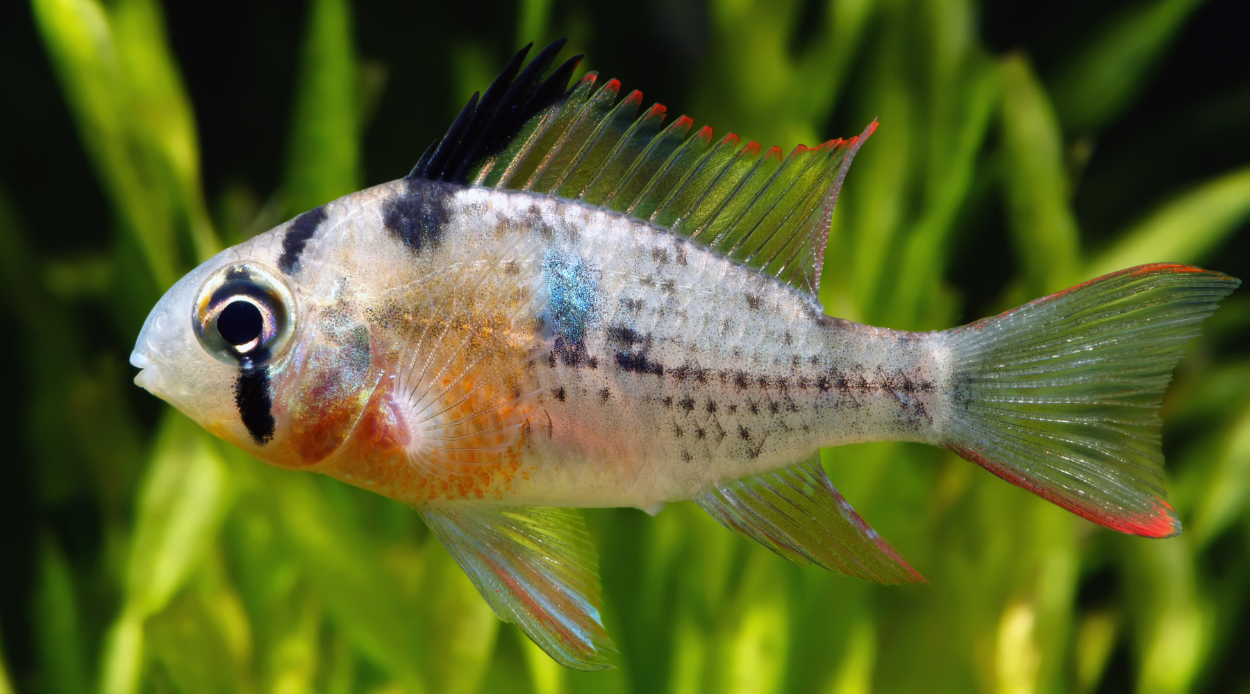 Bolivian Ram Freshwater Tropical Fish 