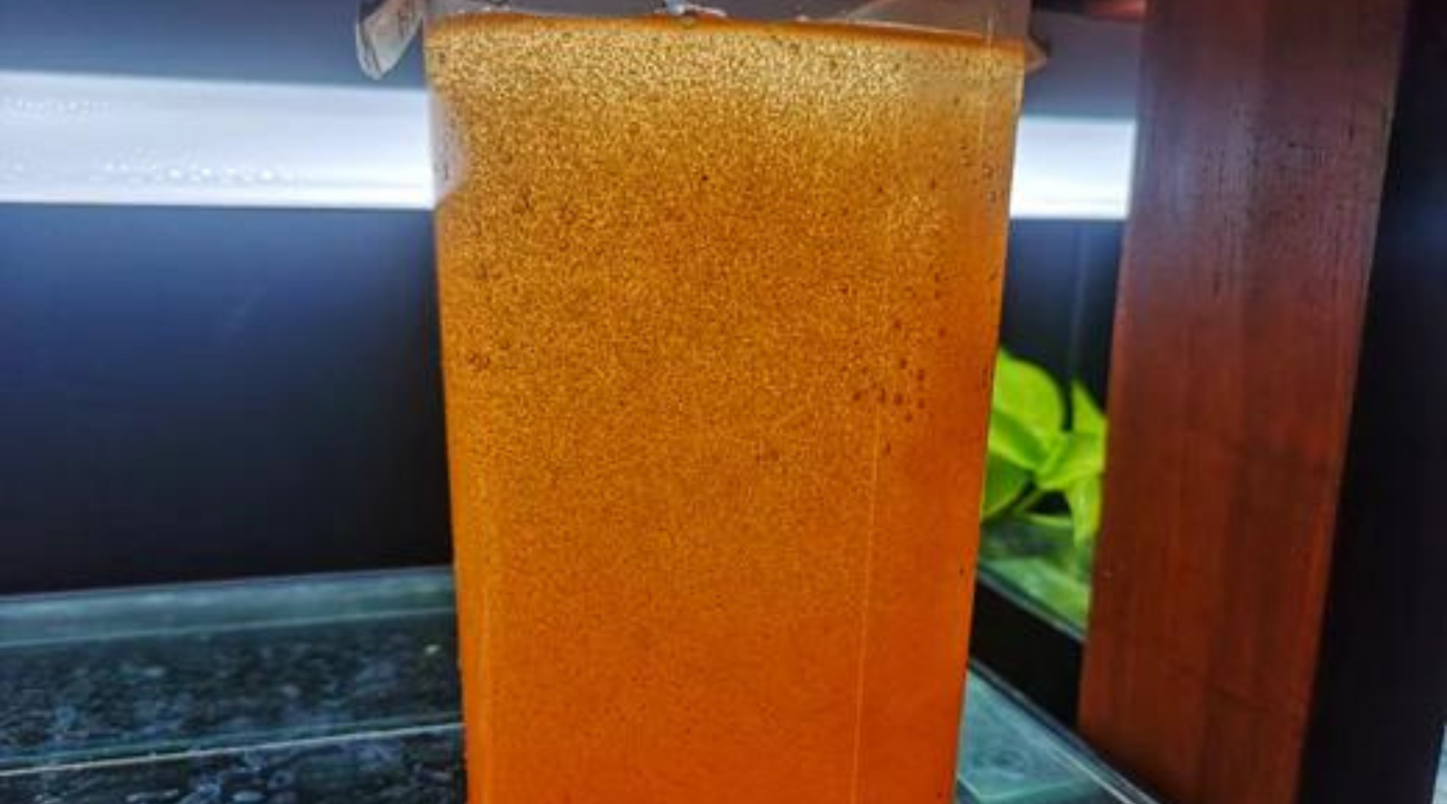 Live brine shrimp best sale