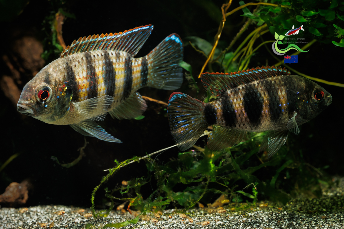 African Butterfly Cichlid Anomalochromis thomasi Freshwater Tropical Fish 