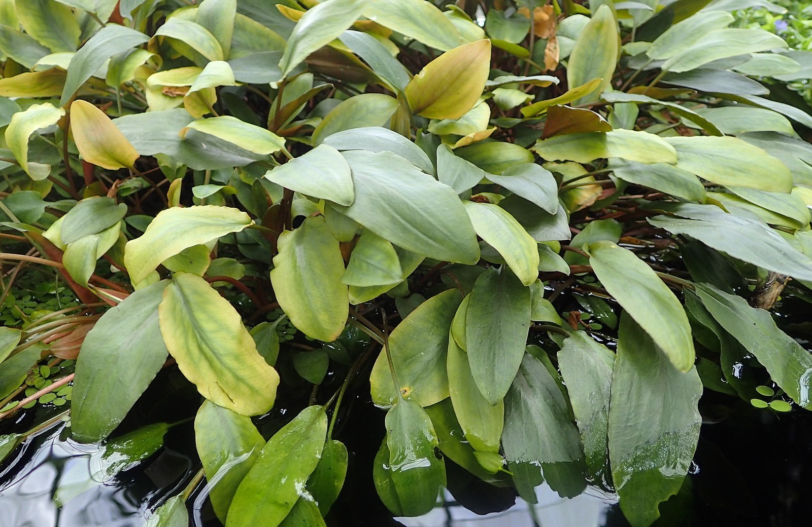 Cryptocoryne plants - Underwater vegetation