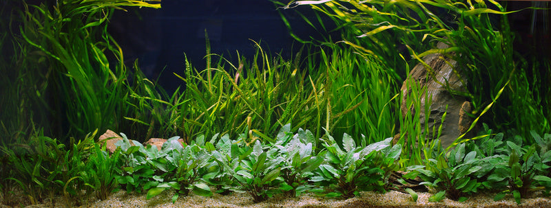7 TIPS FOR GROWING HEALTHY AQUARIUM PLANTS - The Fish Room TFR