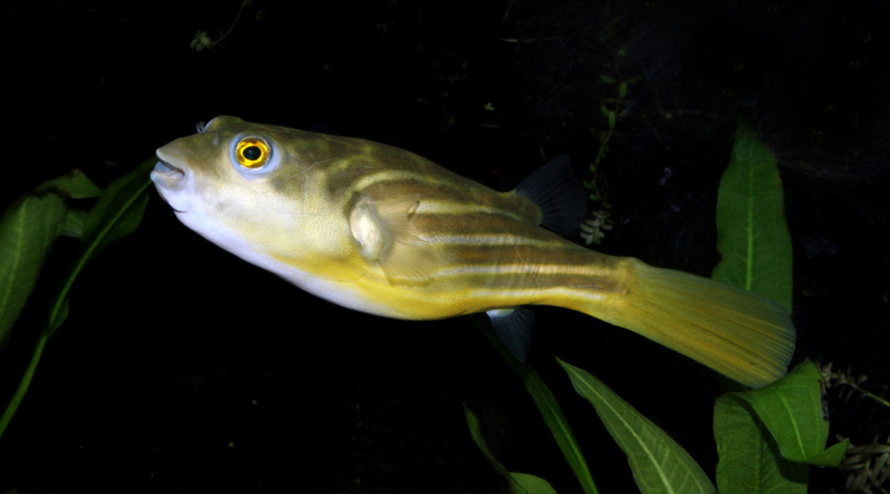 Fahaka Puffer Freshwater Tropical Fish