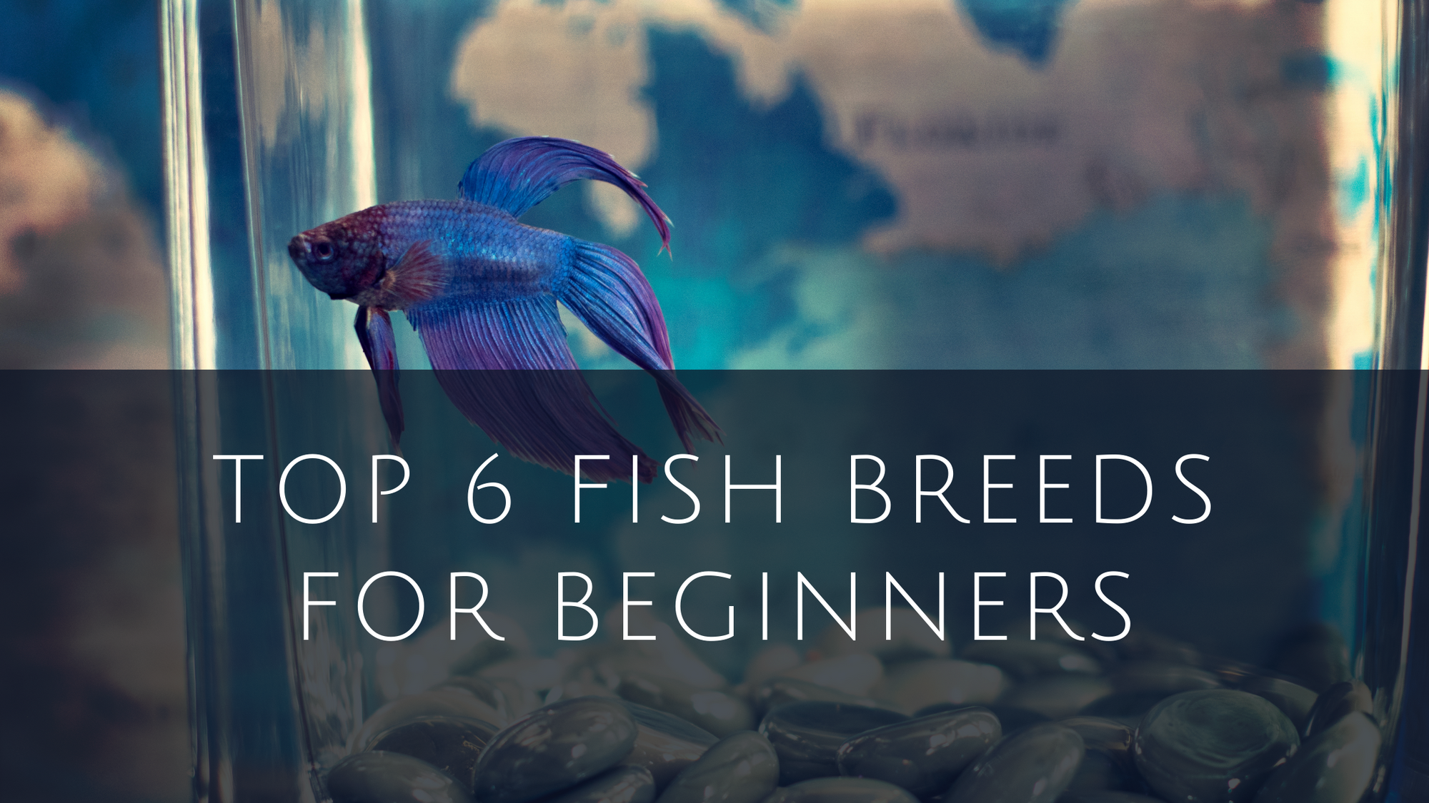 Fish Breeds for Beginners_Blog Banner