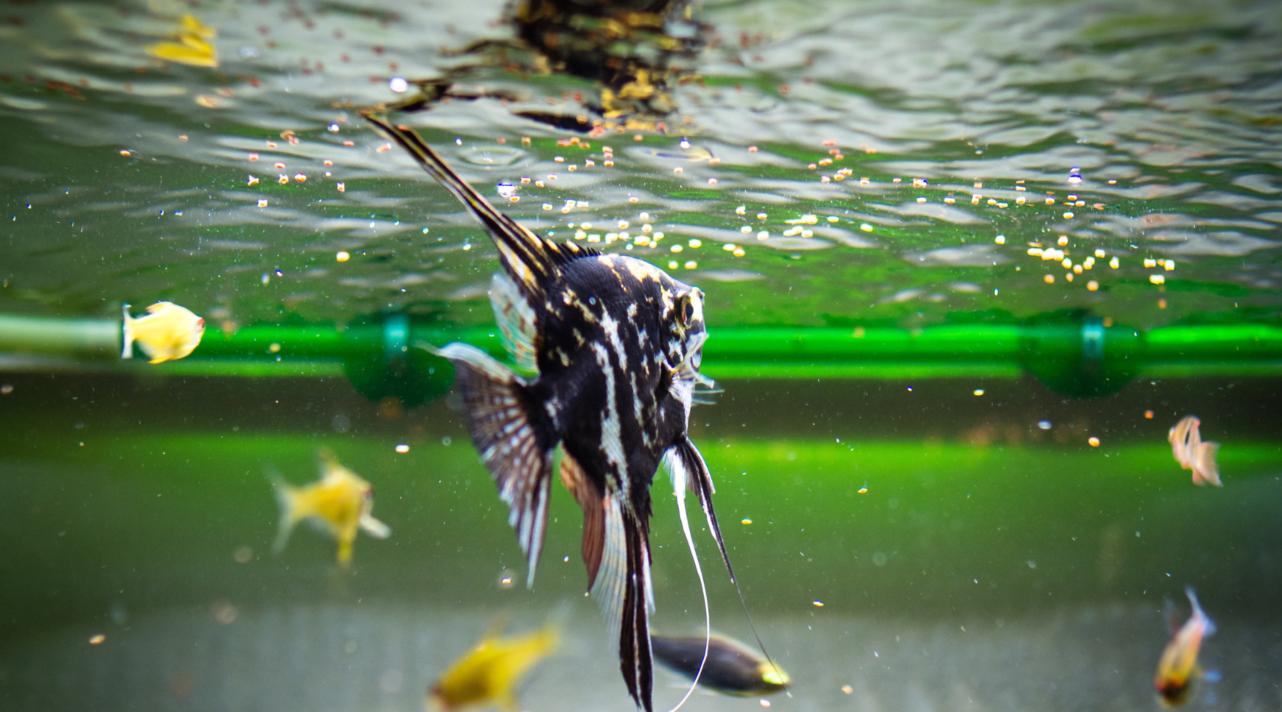 Tropical FIsh Eating Fish Food