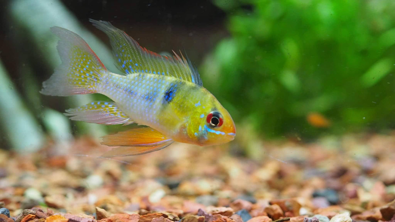 The German Ram Microgeophagus ramirezi- The gem of the community