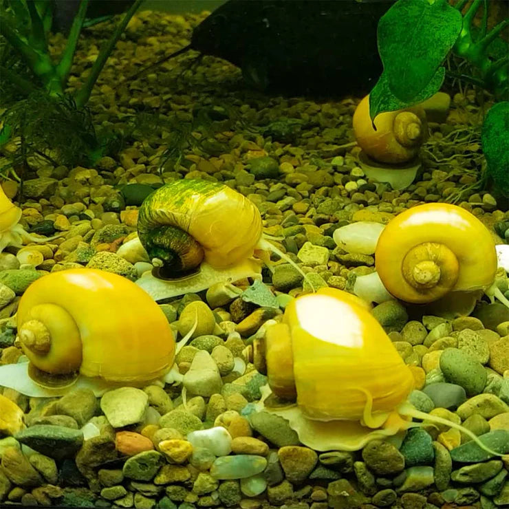 Discovering the Wonders of Aquatic Snails: A Guide to Blue Mystery, Golden Apple, Malaysian Trumpet, Ramshorn, and Bladder Snails