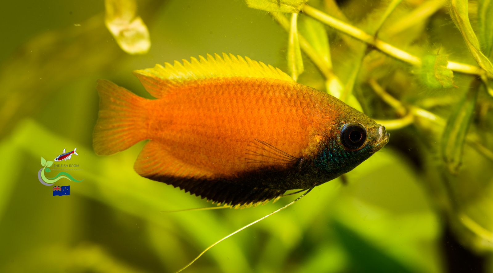 9 Things you need to know about Honey Gouramis before you own them The Fish Room TFR