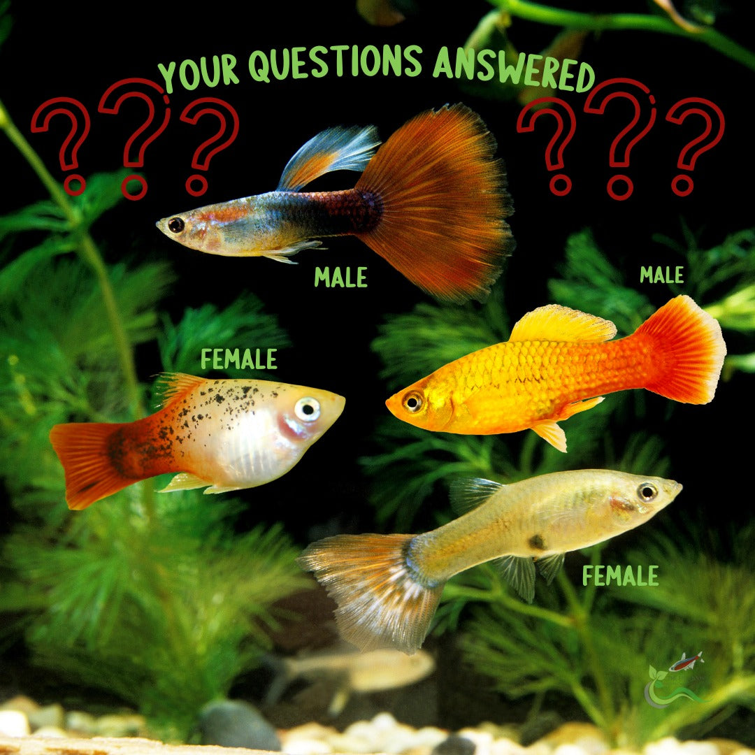 How do you tell the difference between a male and a female livebearer?