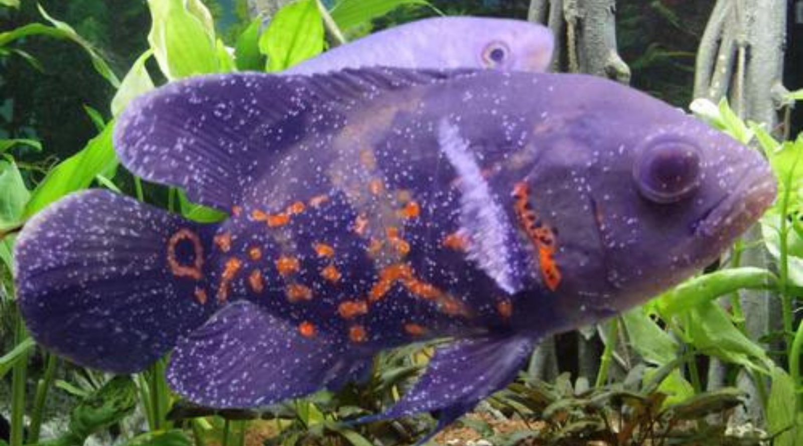 Tropical fish deals ick