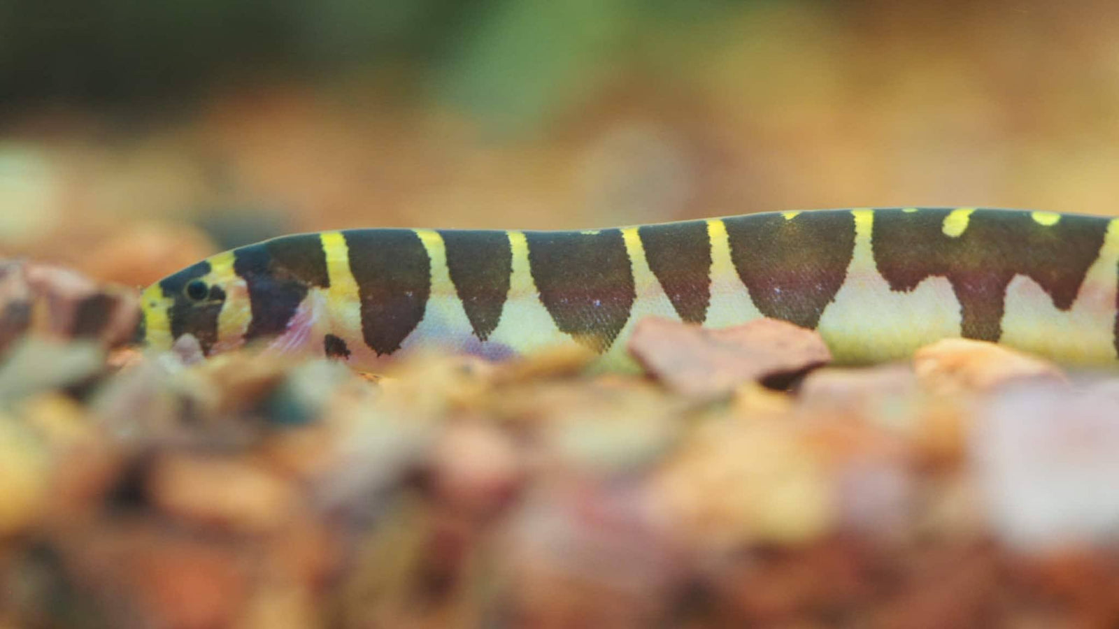 Kuhli Loach