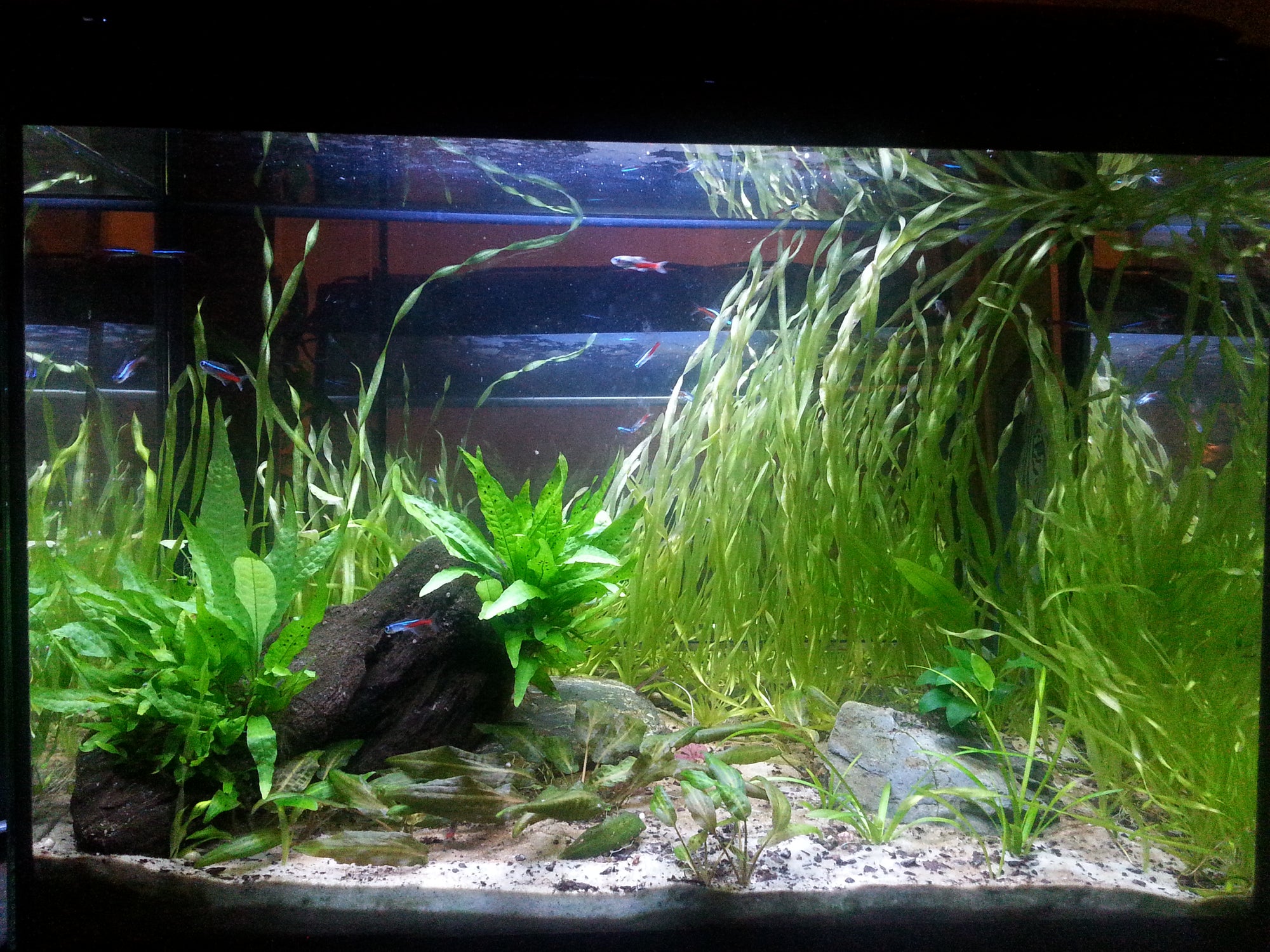 Let's talk about low tech planted aquariums. Part 1 - The Fish Room TFR