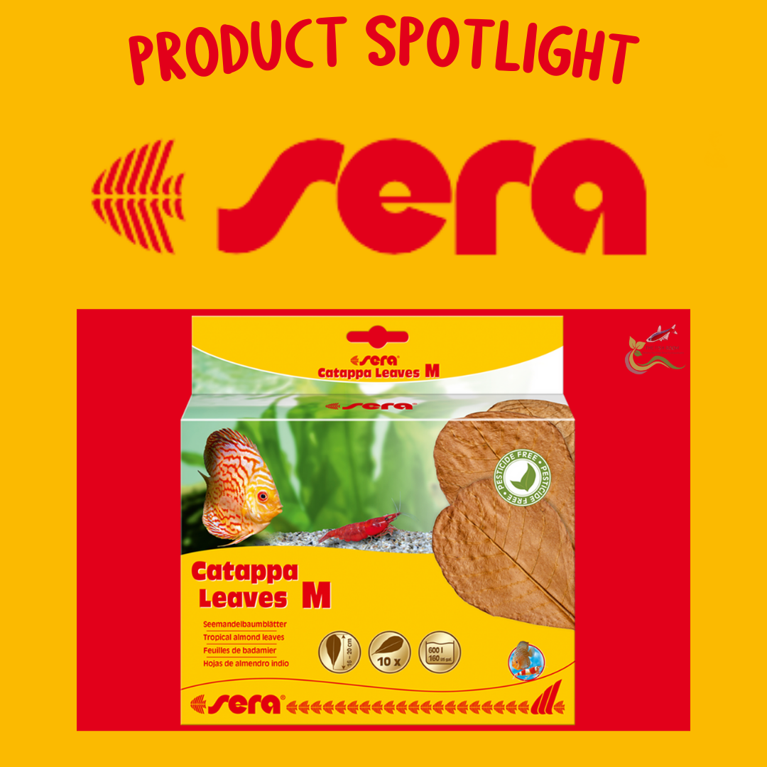 Supplier product spotlight - Sera Catappa Leaves