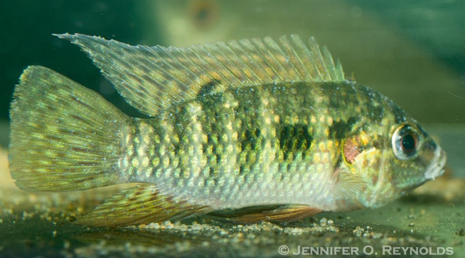 Pelmatochromis nigrifasciatus with White Spots