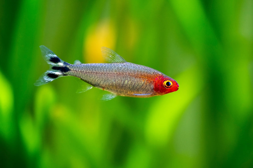 beautiful freshwater fish