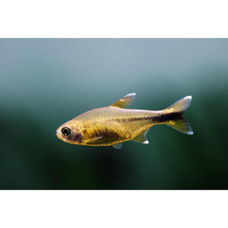 Fish of the Month February Silver Tip Tetra