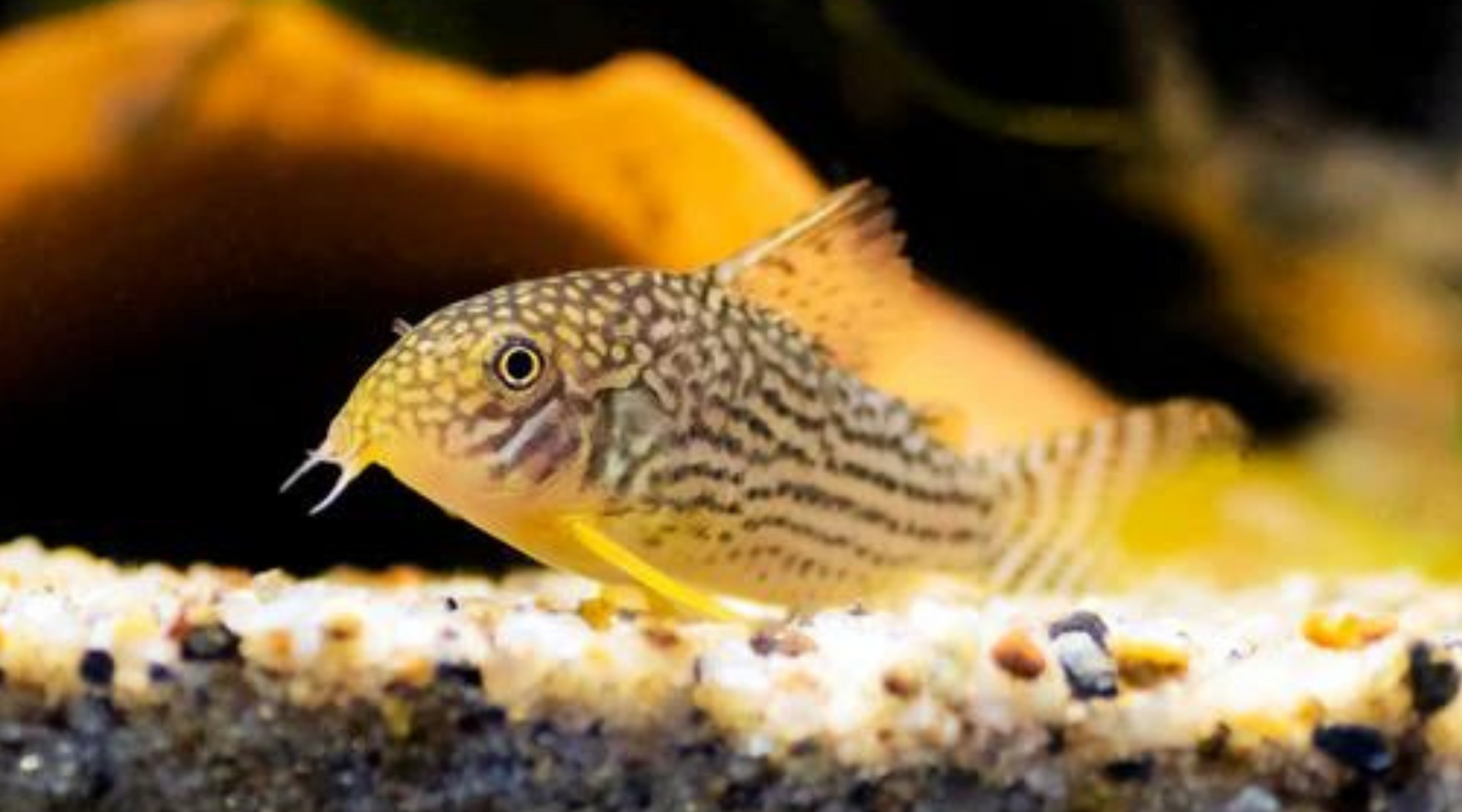 Sterbai Corydoras Tropical Fish 