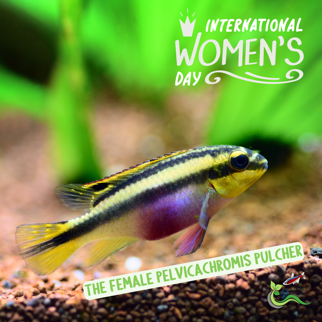 International Womans Day, In the aquarium world