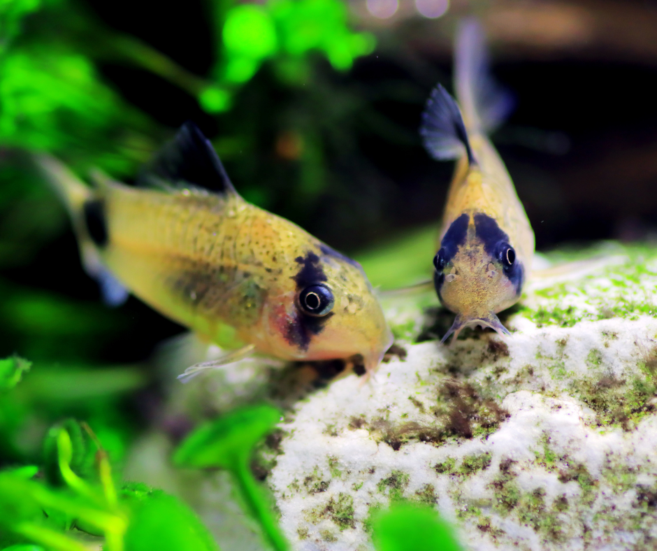 Panda Corydoras 