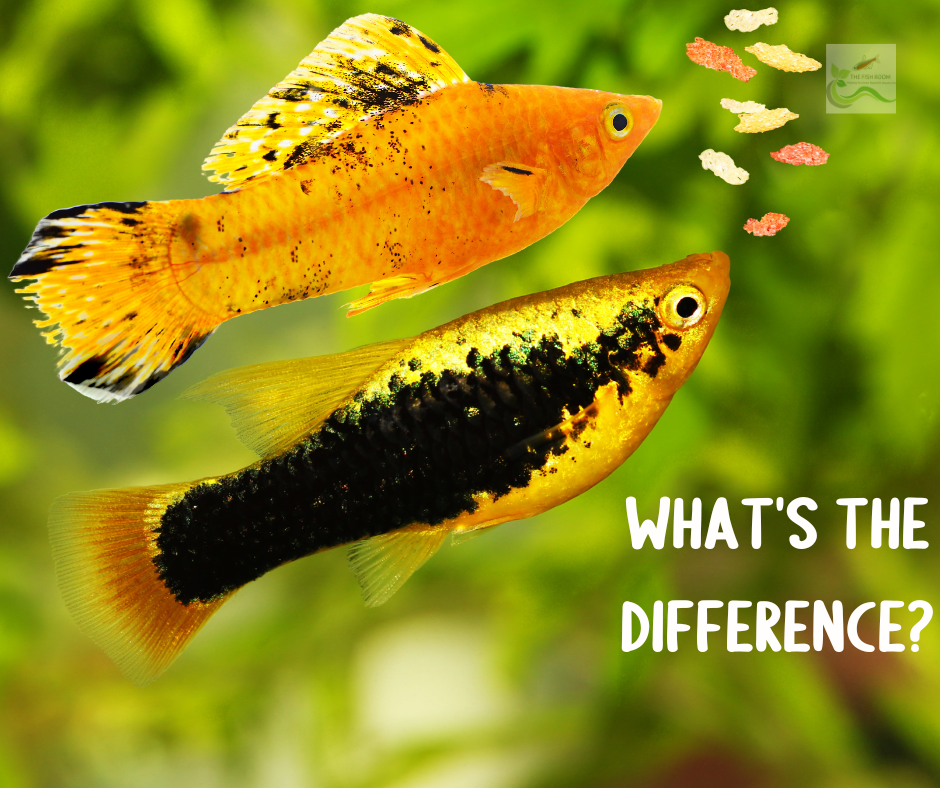 Mollies vs Platies: Understanding the Differences Between Two Popular Aquarium Fish